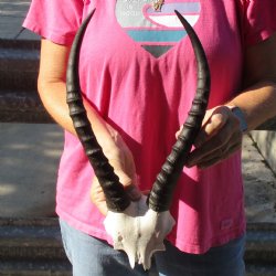 Female Blesbok Skull Plate with 13" Horns - $35