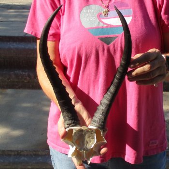 Female Blesbok Skull Plate with 13" Horns - $35