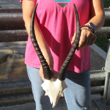 Female Blesbok Skull Plate with 14" Horns - $35