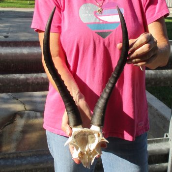 Female Blesbok Skull Plate with 14" Horns - $35