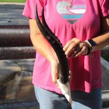 Female Blesbok Skull Plate with 14" Horns - $35