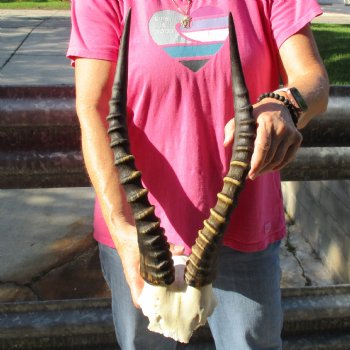 Male Blesbok Skull Plate with 16" Horns - $38