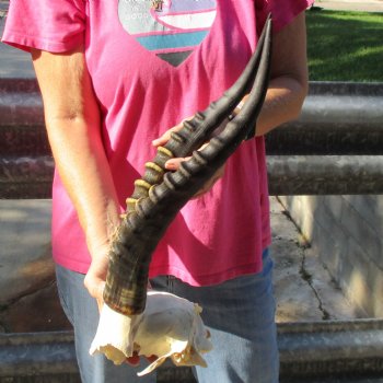 Male Blesbok Skull Plate with 16" Horns - $38