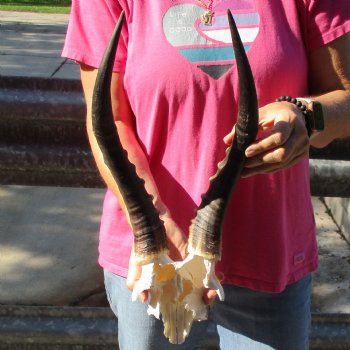 Male Blesbok Skull Plate with 14" Horns - $38