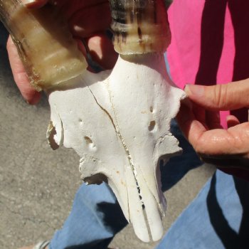 Male Blesbok Skull Plate with 14" Horns - $38