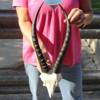 Female Blesbok Skull Plate with 14" Horns - $35