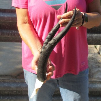 Female Blesbok Skull Plate with 14" Horns - $35