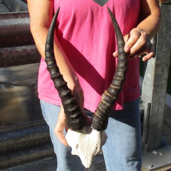 Male Blesbok Skull Plate with 14" Horns - $38