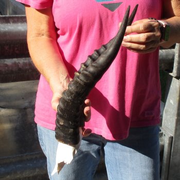 Male Blesbok Skull Plate with 14" Horns - $38