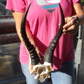 Male Blesbok Skull Plate with 14" Horns - $38