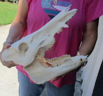 Buy this Real Wild Boar Skull 13 inches for $35