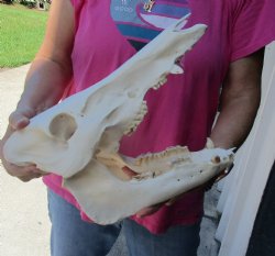 Buy this Real Wild Boar Skull 13 inches for $35