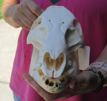 Buy this Real Wild Boar Skull 13 inches for $35