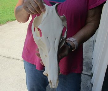 Buy this Real Wild Boar Skull 13 inches for $35