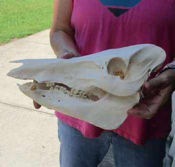 Buy this Real Wild Boar Skull 13 inches for $35