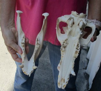 Buy this Real Wild Boar Skull 13 inches for $35