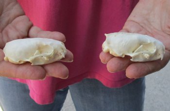 2 pc lot mink skulls for sale 2-1/2 inches, available for purchase - $36/lot