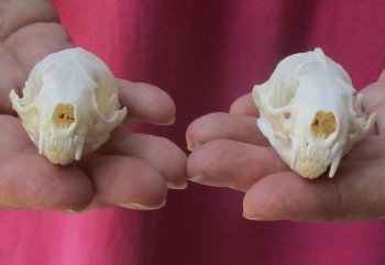 2 pc lot mink skulls for sale 2-1/2 inches, available for purchase - $36/lot