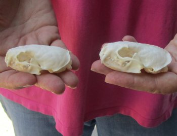 2 pc lot mink skulls for sale 2-1/2 inches, available for purchase - $36/lot