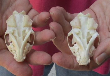 2 pc lot mink skulls for sale 2-1/2 inches, available for purchase - $36/lot