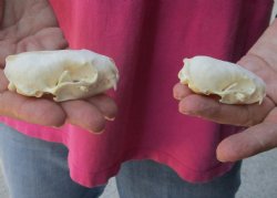 2 pc lot mink skulls for sale 2-1/4 and 2-3/4 inches - $36/lot