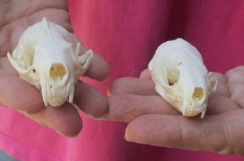 2 pc lot mink skulls for sale 2-1/4 and 2-3/4 inches - $36/lot