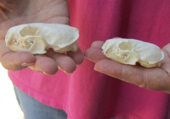 2 pc lot mink skulls for sale 2-1/4 and 2-3/4 inches - $36/lot