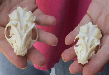 2 pc lot mink skulls for sale 2-1/4 and 2-3/4 inches - $36/lot