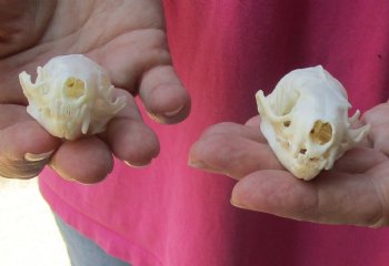 Buy Now 2 pc lot mink skulls for sale 2-1/2 inches - $36/lot