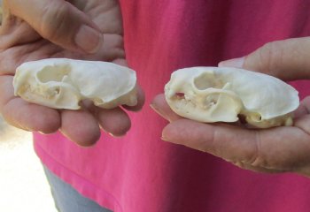 Buy Now 2 pc lot mink skulls for sale 2-1/2 inches - $36/lot