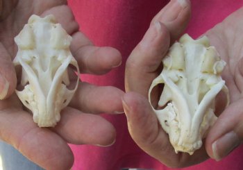 Buy Now 2 pc lot mink skulls for sale 2-1/2 inches - $36/lot