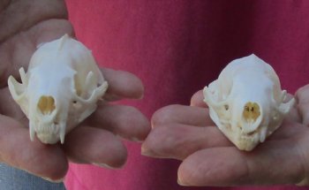 2 pc lot mink skulls for sale 2-1/2 inches, available for purchase - $36/lot