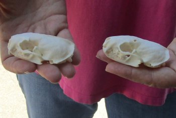 2 pc lot mink skulls for sale 2-1/2 inches, available for purchase - $36/lot