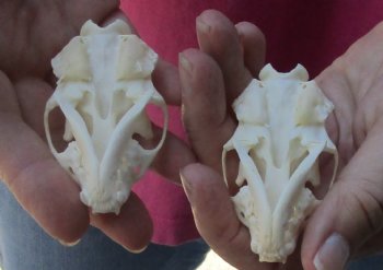 2 pc lot mink skulls for sale 2-1/2 inches, available for purchase - $36/lot