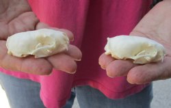 2 pc lot mink skulls for sale 2-1/4 inches - $36/lot