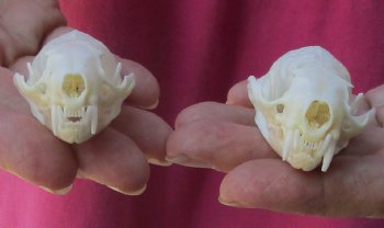 Authentic 2 pc lot mink skulls for sale 2-1/2 inches - $36/lot