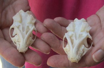 Authentic 2 pc lot mink skulls for sale 2-1/2 inches - $36/lot