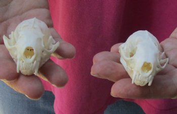 Authentic 2 pc lot mink skulls for sale 2-1/2 inches - $36/lot