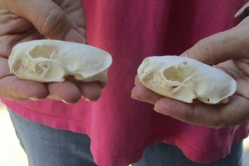 Authentic 2 pc lot mink skulls for sale 2-1/2 inches - $36/lot