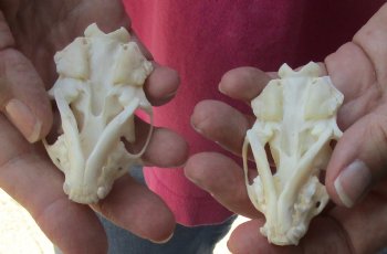 Authentic 2 pc lot mink skulls for sale 2-1/2 inches - $36/lot