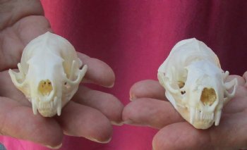 2 pc lot mink skulls for sale 2-1/2 inches, available for purchase - $36/lot