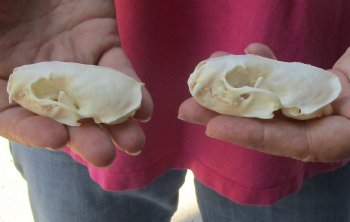 2 pc lot mink skulls for sale 2-1/2 inches, available for purchase - $36/lot