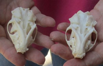 2 pc lot mink skulls for sale 2-1/2 inches, available for purchase - $36/lot