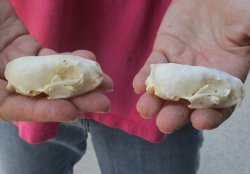 2 pc lot mink skulls for sale 2-1/2 inches, available for purchase - $36/lot