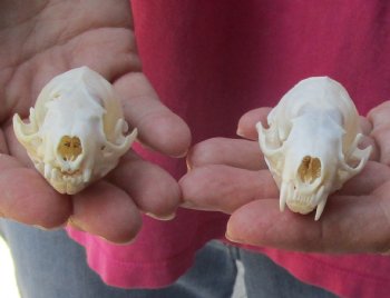 2 pc lot mink skulls for sale 2-1/2 inches, available for purchase - $36/lot