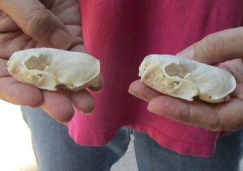 2 pc lot mink skulls for sale 2-1/2 inches, available for purchase - $36/lot