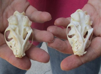 2 pc lot mink skulls for sale 2-1/2 inches, available for purchase - $36/lot