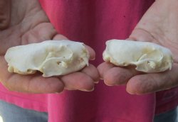 2 pc lot mink skulls for sale 2-1/2 inches - $36/lot