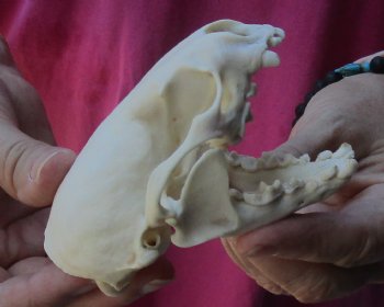 4-1/4 inches North American Otter Skull for $48