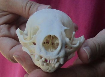 4-1/4 inches North American Otter Skull for $48